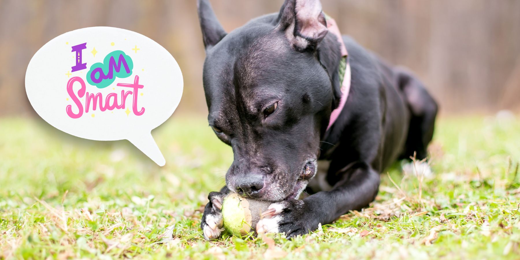How Smart Are Pit Bulls? – SPARK PAWS