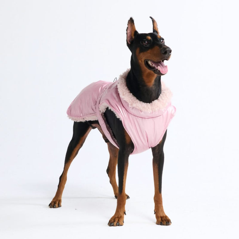 Pink ladies dog jacket best sale