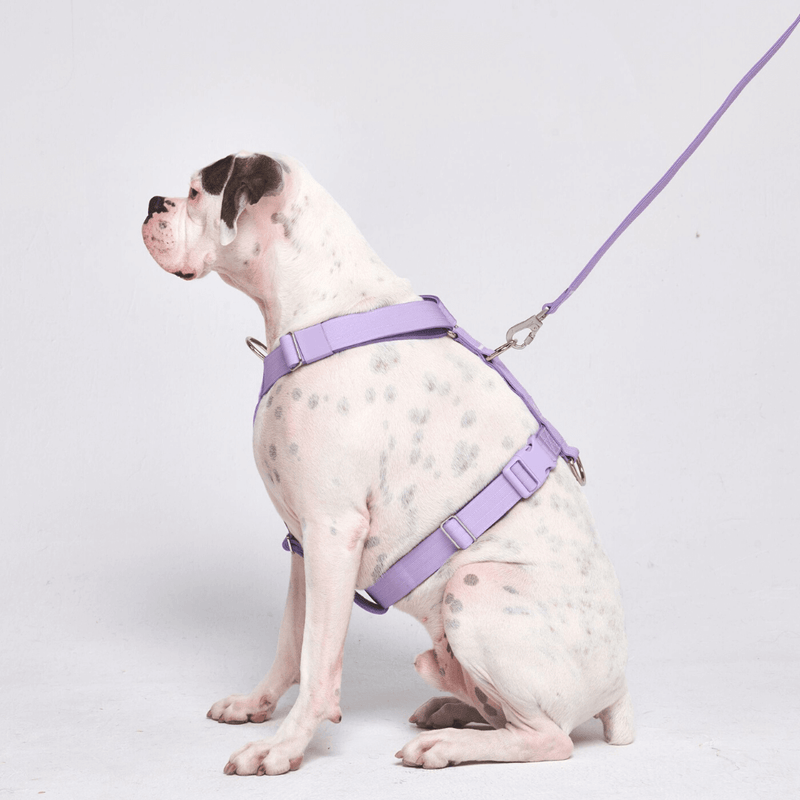 Comfort Control™ No-Pull Dog Harness - Lilac