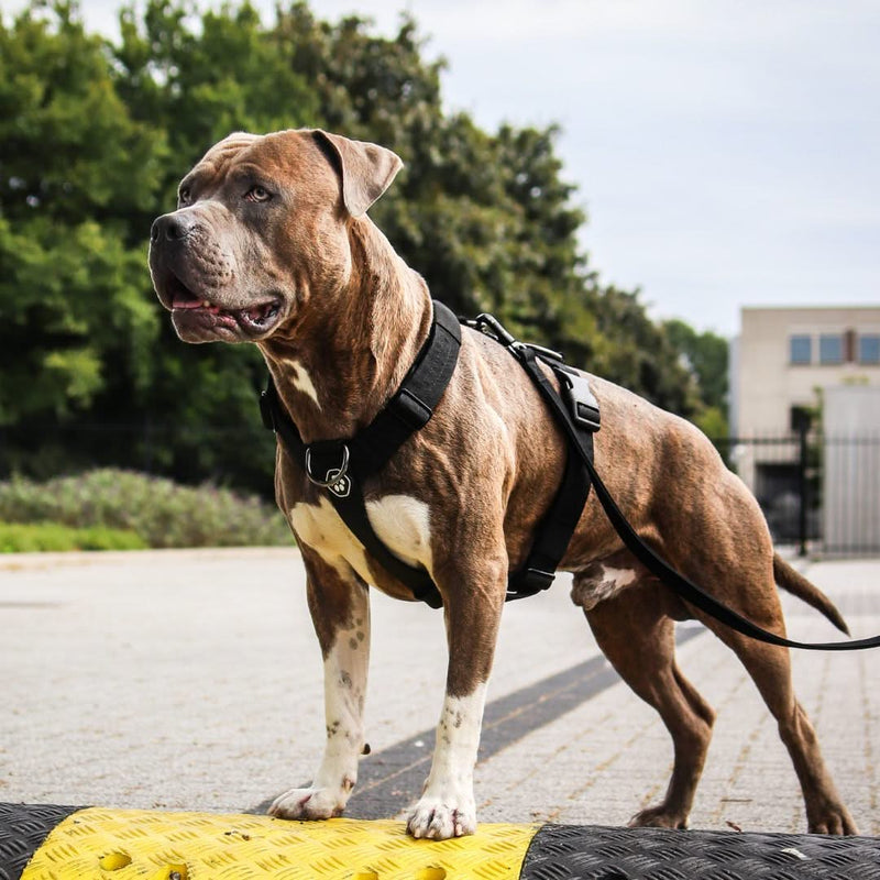 Comfort Control No-Pull Dog Harness - Black